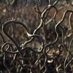 Lieska obyčajná (Corylus avellana contorta) ´MEDUSA´ - výška 60-80 cm, kont.C5L